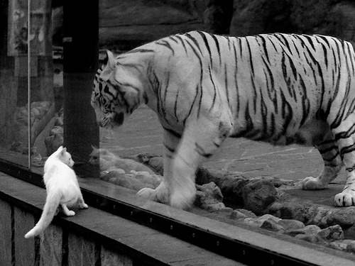 中国女篮全力冲刺国际大赛备战周期，中国女篮国际比赛