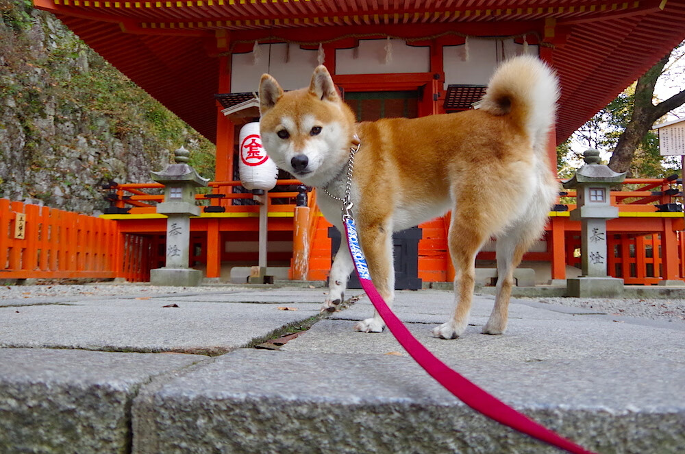中国男篮战术执行力提升 球队凝聚力增强，中国男篮队内训练