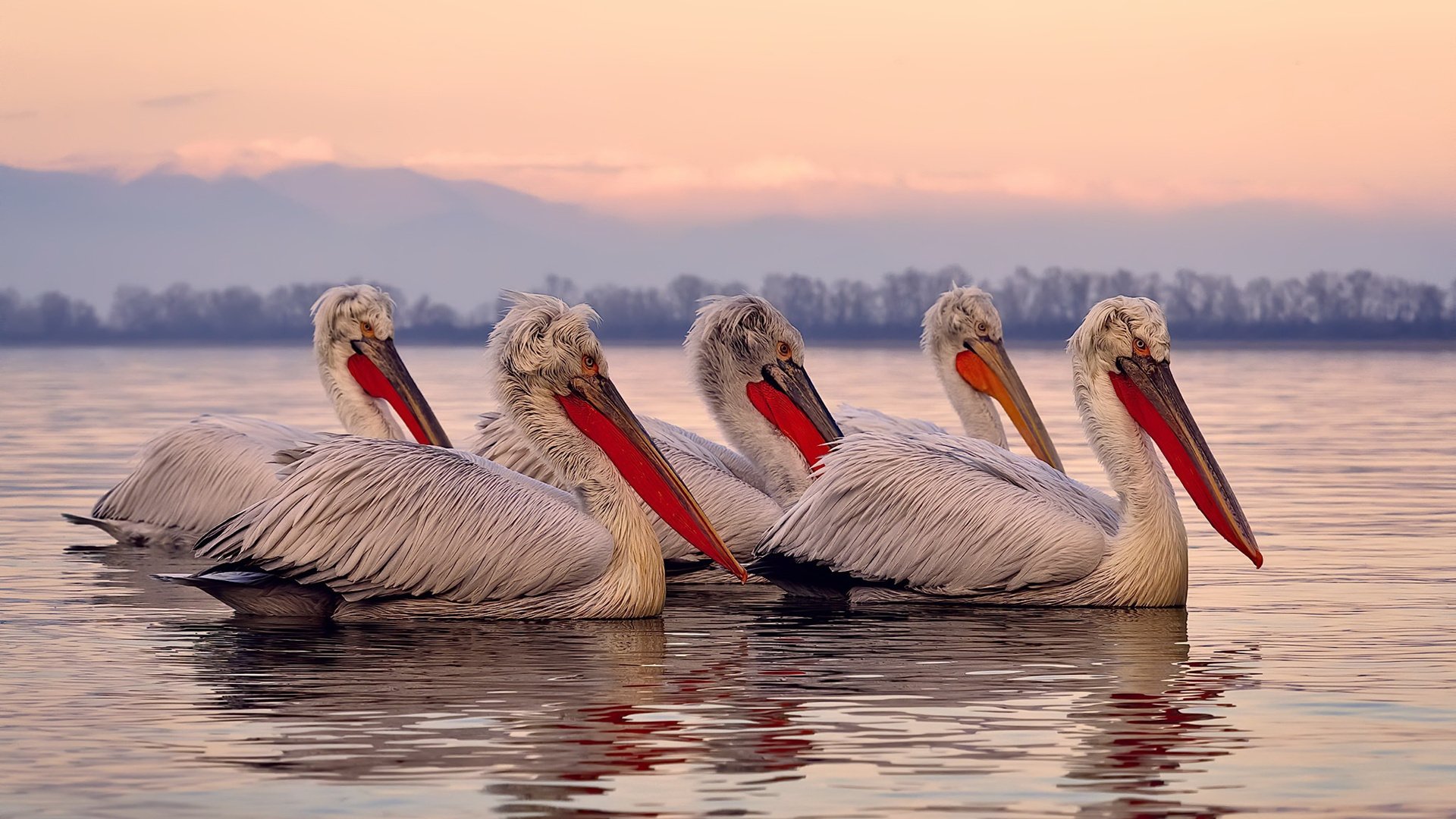 体育新闻中心推动体育赛事多语言直播技术研发,播放体育新闻