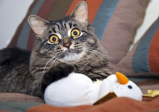 羽毛球公开赛新增青年B组组别鼓励参与，2020青少年羽毛球精英赛