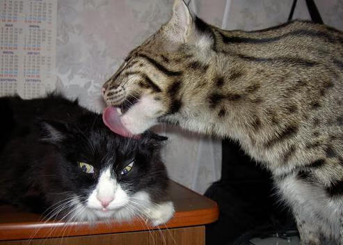 开云注册-中立B男子接力队默契初显，男子接力中国队