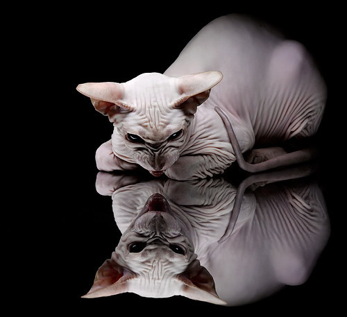 国际乒联混合团体世界杯赛制剖析：德国队能否轻松驾驭新规则？