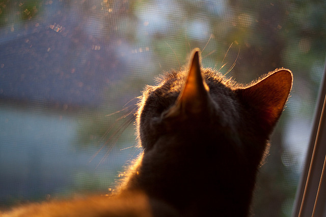 女子仰泳中德日选手势均力敌，女子仰泳运动员