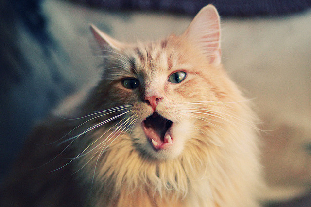 “马科斯·莫奇的全能技术与战术适应，推动阿根廷美洲狮队迈向顶级之路”